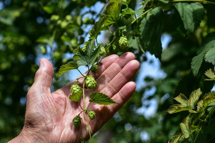 A person's hand holding a vine of hops outside in Nelson County